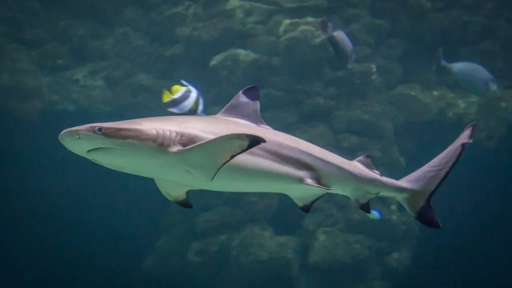 Blacktip Reef Sharks
