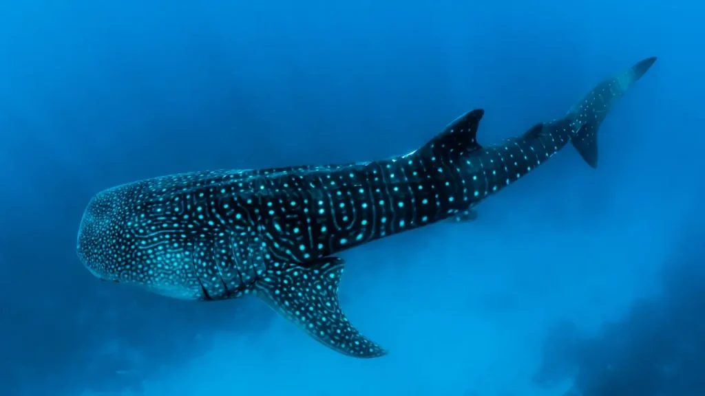 Leopard Sharks