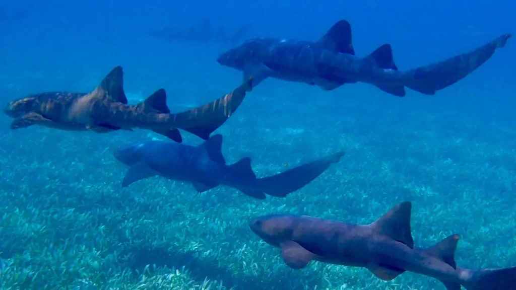 Nurse Sharks