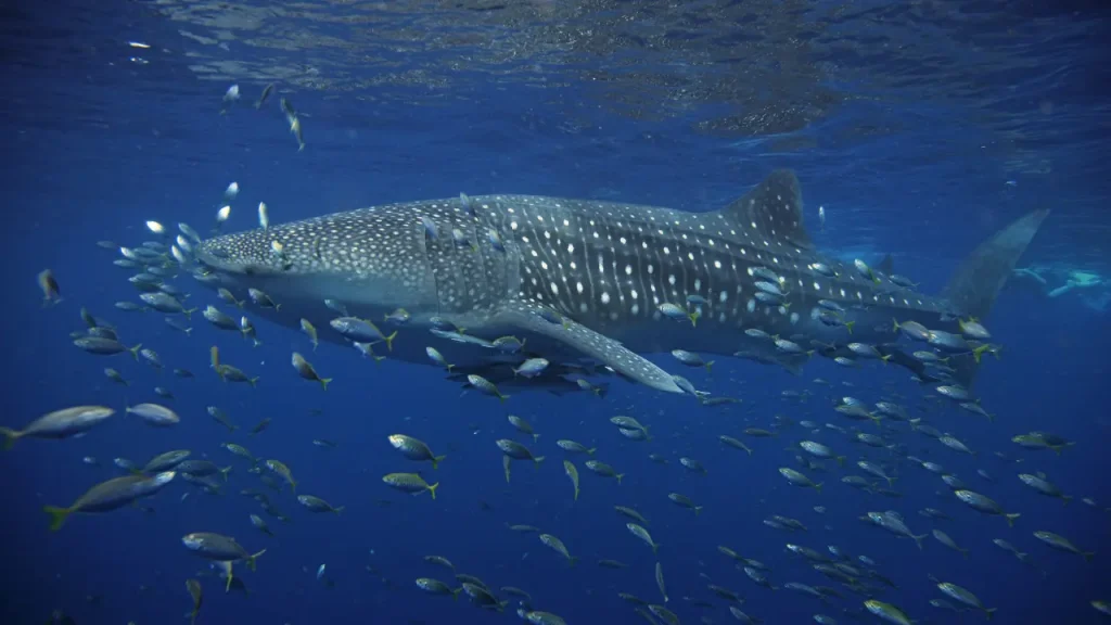 Whale Sharks